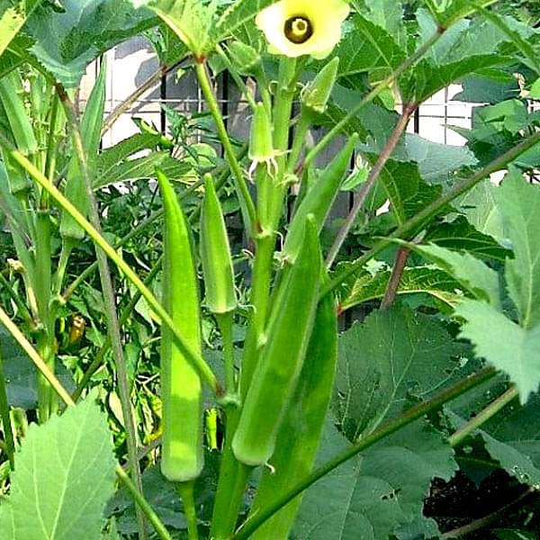 🌱 Okra / Lady Finger (Bhindi) Hybrid Seeds – Pack of 50 - Vegetable Seeds