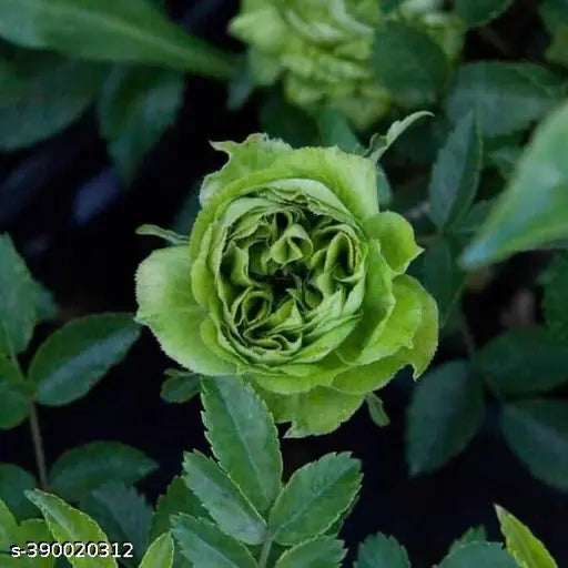 Premium Hybrid Rose Flower 20  Seed - Penguin - Rose Seeds