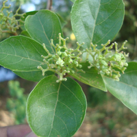 Premna latifolia  -Medicinal Plant