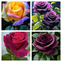 Rare Rose Flower Seeds mix 20 Seeds (4 mixed Varity) Rose seeds