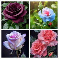 Rare Rose Flower Seeds mix 20 Seeds (4 mixed Varity) Rose seeds