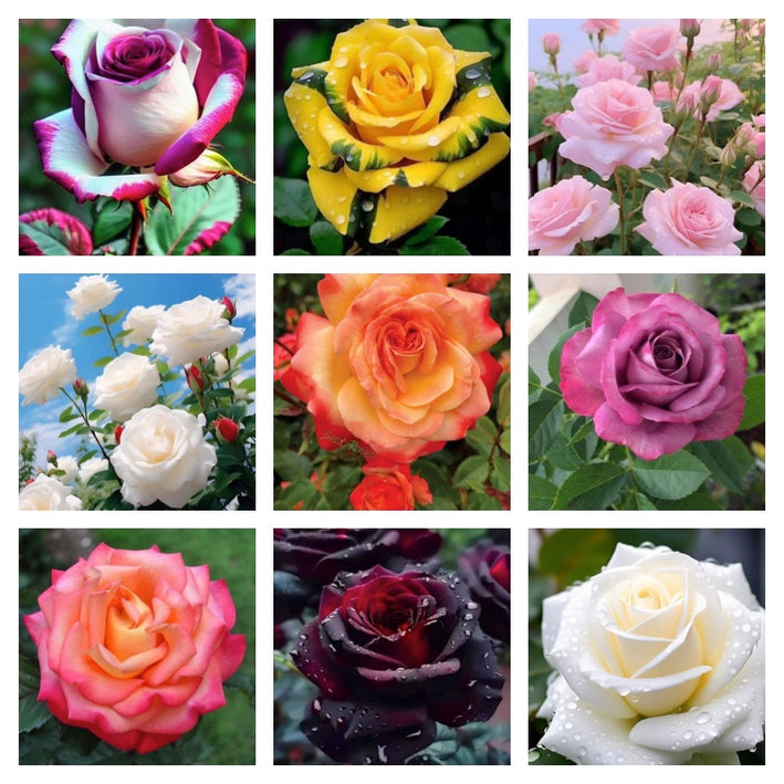 Rare Rose Flower Seeds mix 30 Seeds (9 mixed Varity) Rose seeds