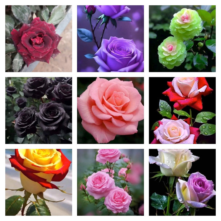 Rare Rose Flower Seeds mix 30 Seeds (9 mixed Varity) Rose seeds