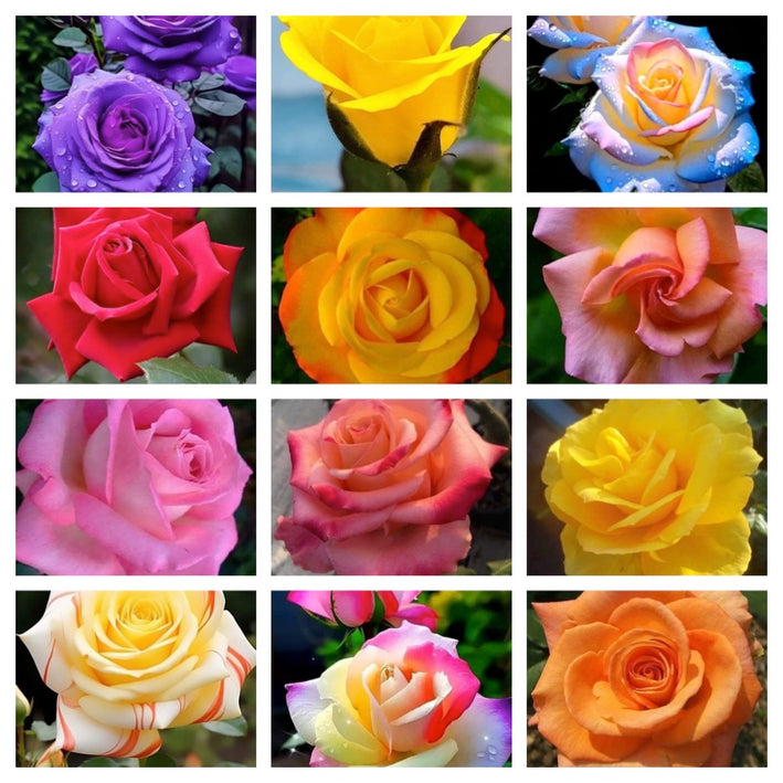 Rare Rose Flower Seeds mix 60 Seeds (12 mixed Varity) Rose seeds