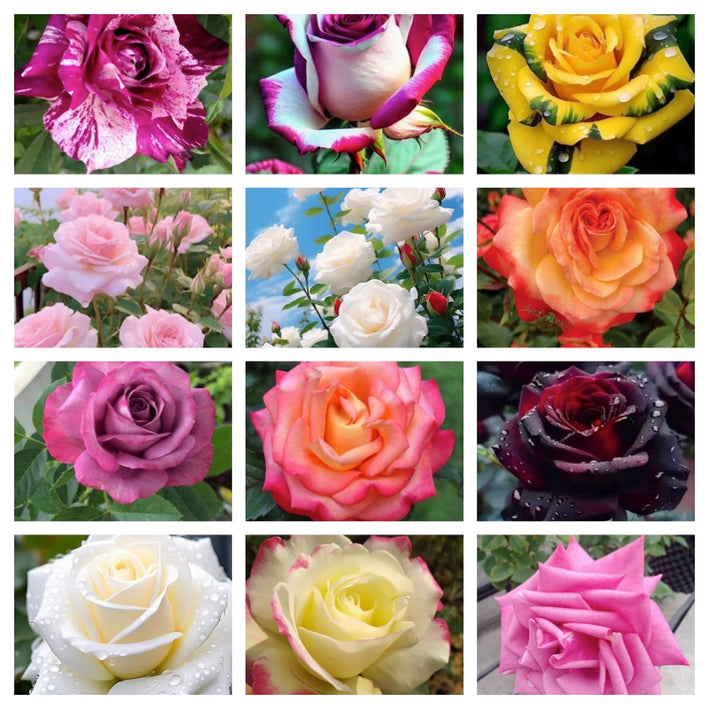 Rare Rose Flower Seeds mix 60 Seeds (12 mixed Varity) Rose seeds