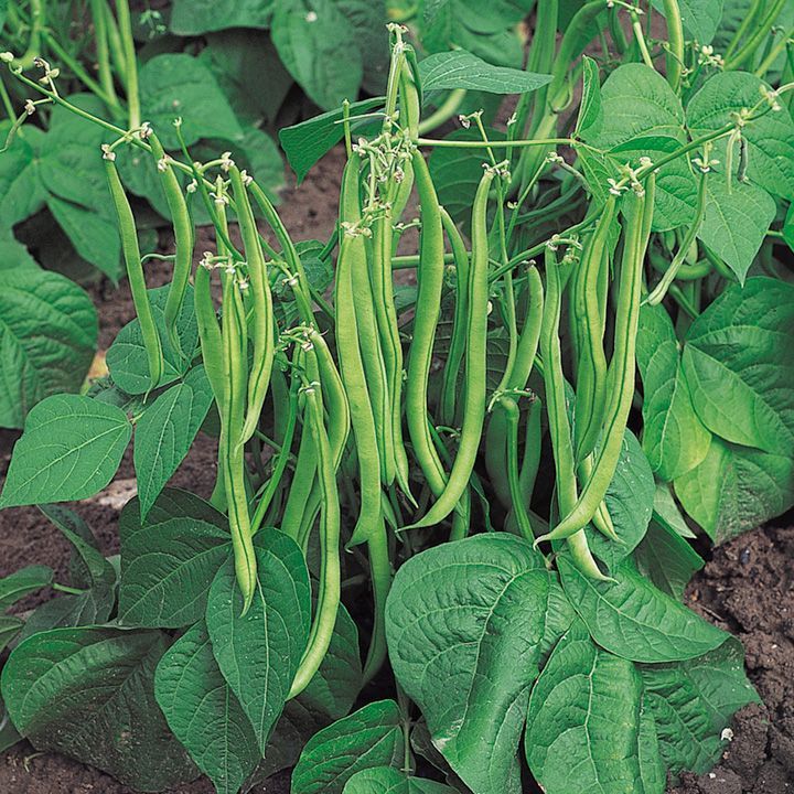 ARKA Suvidha -TFL FRENCH BEAN (Bush Type) Hybrid -Vegetable Seeds