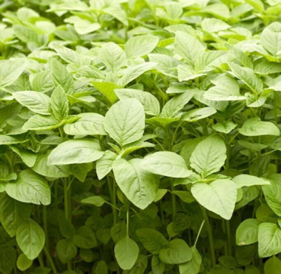 ARKA Samraksha -TFL Veg.AMARANTH Hybrid -Vegetable Seeds