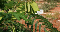 Caesalpinia Sappan  -Medicinal Plant