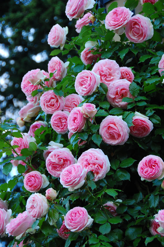Heritage Climber Rose Seeds – Premium Hybrid Blooms for Garden Charm - Rose Seeds
