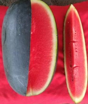 ARKA Shyama -TFL WATER MELON Hybrid -Vegetable Seeds