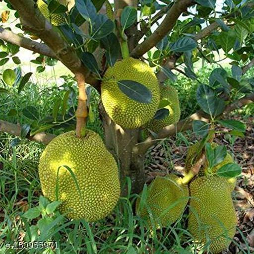 Thai AllTime Grafted Jackfruit Plant – Grafted & Ready to Grow  -Fruit Plants