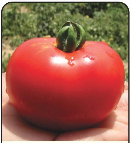 Organic Vegetable Seeds Pack – Tomato (Pusa Early Dwarf) For Kitchen & Terrace Gardens -Vegetable Seeds