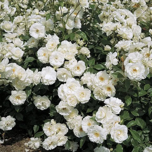 "Exotic Hybrid Climbing Rose Flower Seeds 20   -Iceberg - Rose Seeds