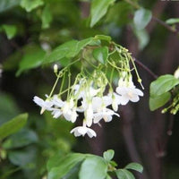Wrightia Religiosa- Medicinal Plant