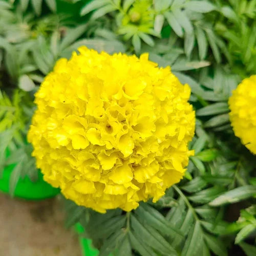 🌼 Bright Yellow Marigold Flower Seeds – Pack of 30 - Flower Seeds