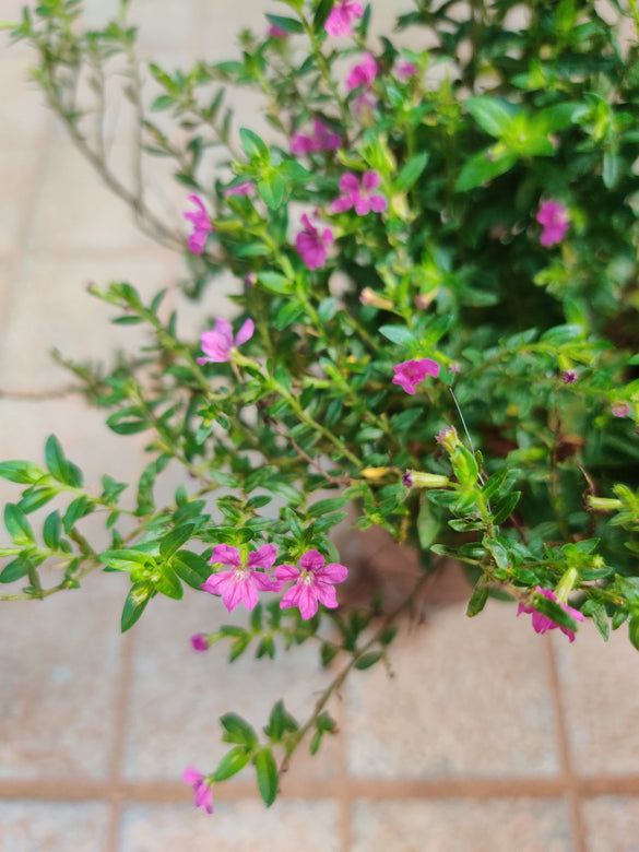 Pink Cuphea Flower Plant