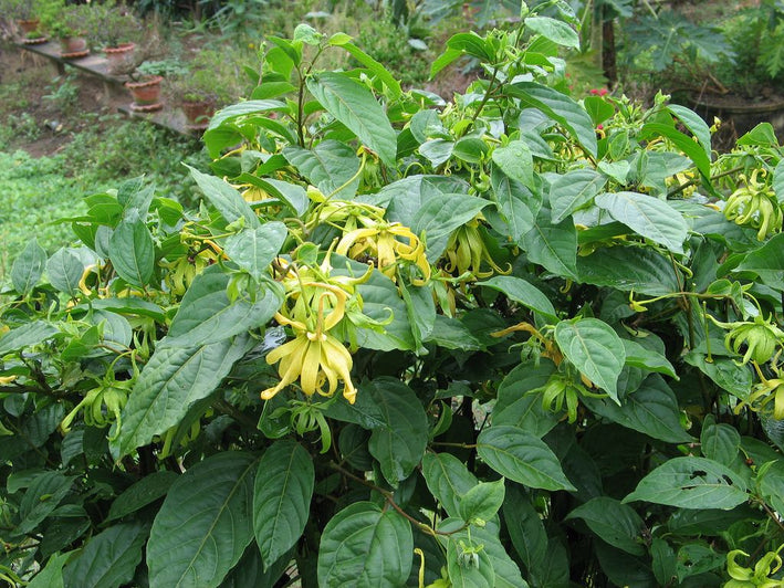 Langi Langi - Cananga odorata Ylang Ylang Flower Plant