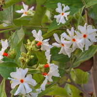 Coral Jasmine Flower Plant