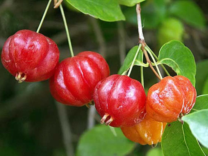 Surinam Cherry Red - Eugenia uniflora Fruit Plant