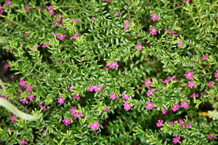 Pink Cuphea Flower Plant