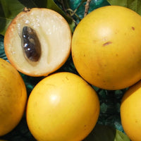Abiu - Pouteria caimito Fruit Plant