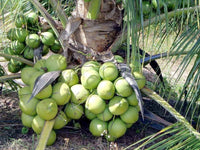 Hybrid Dwarf Coconut - 18th Patta Hybrid  Plant