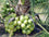 Hybrid Dwarf Coconut - 18th Patta Hybrid  Plant