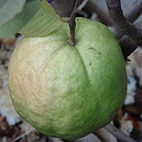Hybrid Guava - 1 Kilo Guava Exotic Fruit Plant