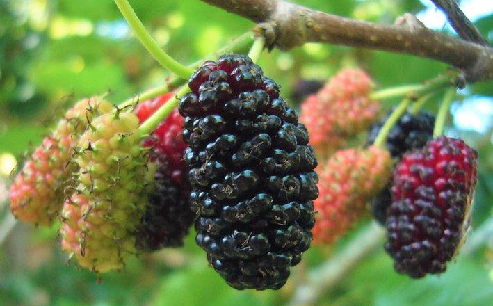 Black Mulberry - Morus nigra Fruit Plant