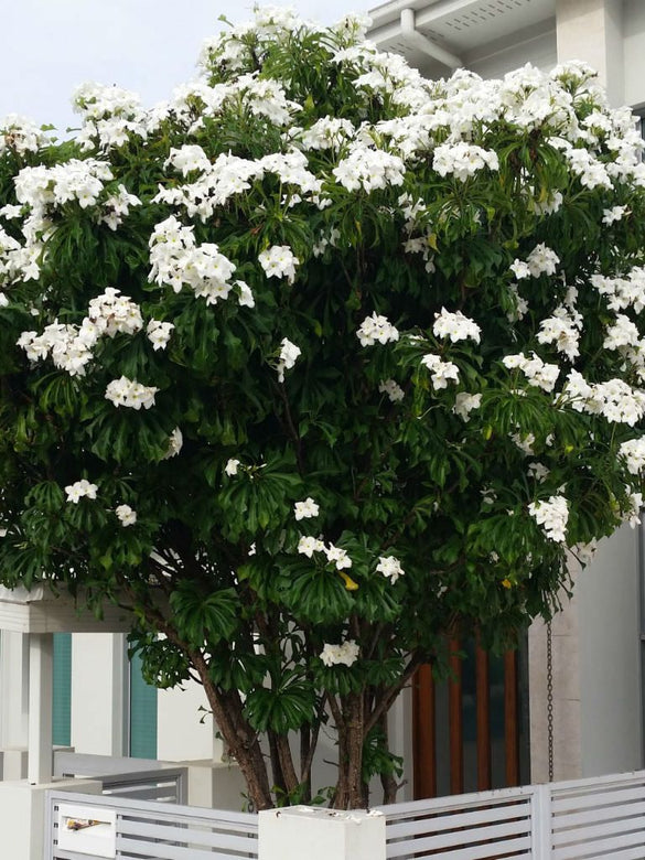 White Plumeria pudica Flower Plant