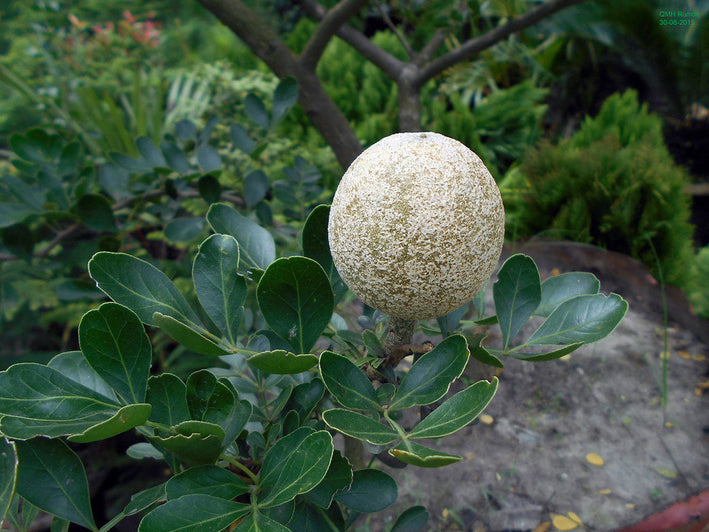 Wood Apple - Limonia acidissima Fruit Plant