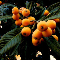 Loquat - Eriobotrya japonica Fruit Plant