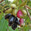 Black Jamun - Syzygium cumini  Fruit Plant