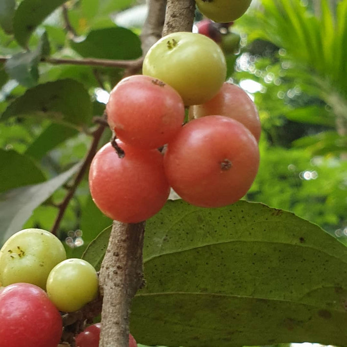 Loobi Plum - Flacourtia jangomas Fruit Plant