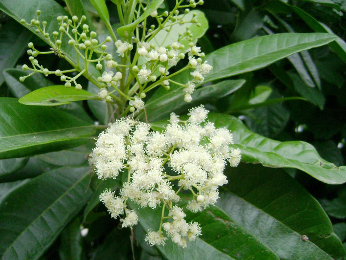 Allspices Spice Plant