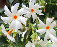 Coral Jasmine Flower Plant