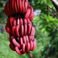 Red Banana - Musa acuminata 'Red Dacca'  Fruit Plant