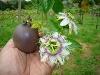 Purple Passionfruit - Passiflora edulis Fruit Plant
