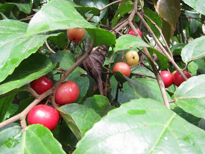 Loobi Plum - Flacourtia jangomas Fruit Plant