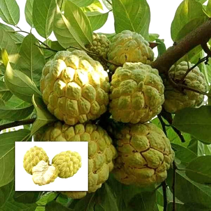 Sitafal Golden - Annona squamosa Fruit Plant