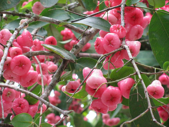 Rose Water Apple - Syzygium samarangense Fruit Plant