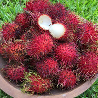 Hybrid Rambutan ( KING ) Fruit Plant