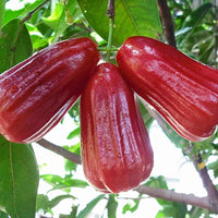 Malay Apple - Syzygium malaccense Fruit Plant
