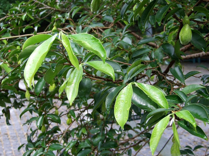 Agarwood Tree - Aquilaria malaccensis Tree Plant