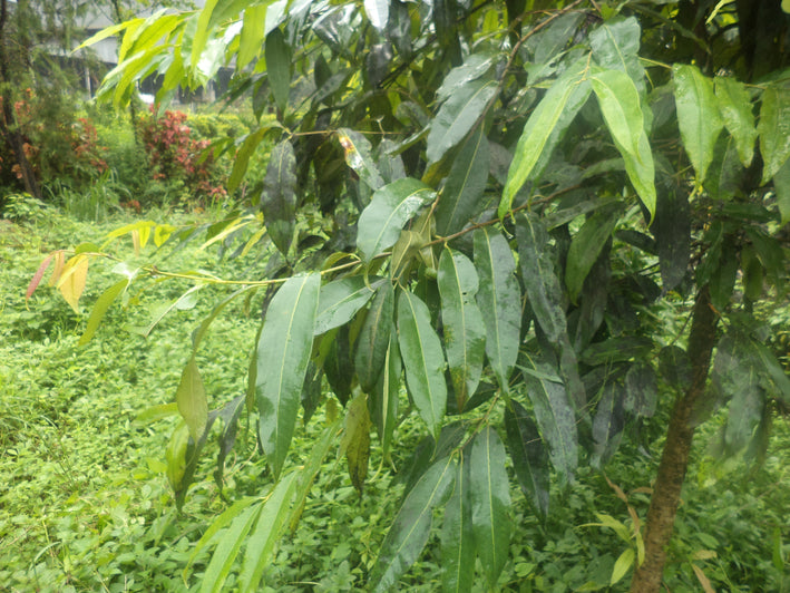 Agarwood Tree - Aquilaria malaccensis Tree Plant