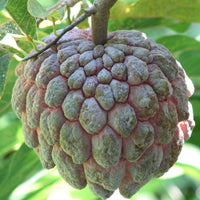 Sitafal Red - Annona squamosa Fruit Plant