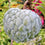 Sitafal Green - Annona squamosa Fruit Plant