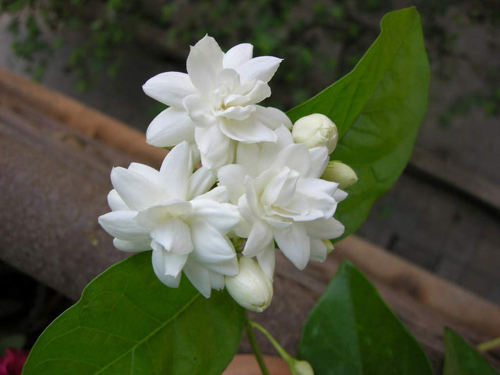Arabian Double Jasmine Flower Plant