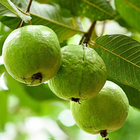 Hybrid Guava - Barafkhanna Guava Exotic Fruit Plant