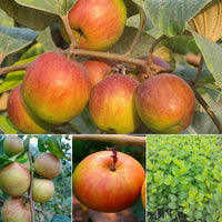 Apple Ber - Ball Sundari Exotic Fruit Plant